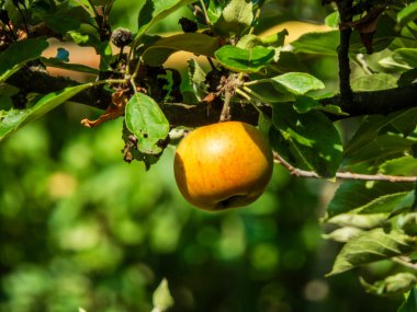 Güneş tarafından öpülen tek bir elma dalda olgunlaşır..
