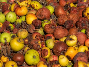 Bir yığın soyulmuş ve çürük elma..