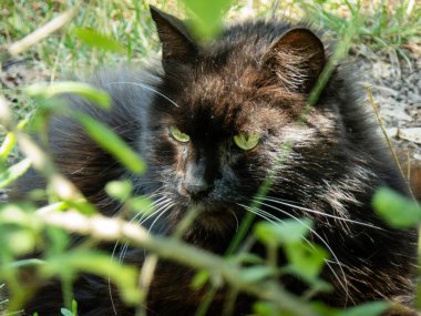 Büyüleyici yeşil gözleri olan görkemli siyah kedi..