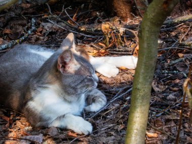 Huzurlu evcil kedi gün ışığında dinleniyor..