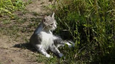 Kendini temizleyen ve uzaklaşan Oyuncu Kedi