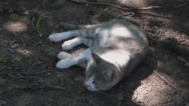 Neşeli Kedi Yuvarlanıyor ve Güneşin Altında Rahatlıyor