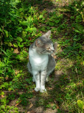 Çizgili ve beyaz kürklü evcil bir kedi yeşil çimlerde oturur..