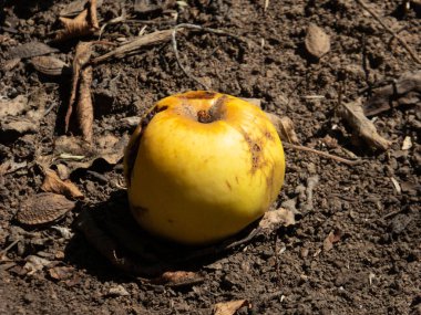 Çamurda yatan hasarlı elmaya yakın plan..