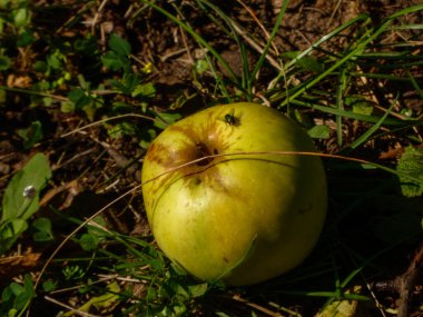 Olgunlaşmış tek bir elma küçük bir sinekle çimlerin üzerinde uzanıyor..