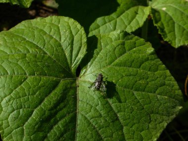Bir bitkiye yakın çekim yapan bir böcek..