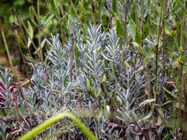 Güzel yapraklı canlı bir lavanta bitkisinin yakın çekim görüntüsü