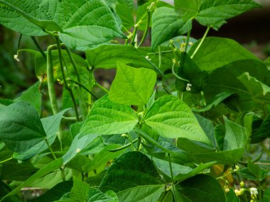 Yaprakları ve genç tohumları olan yeşil fasulye bitkilerine yakın çekim