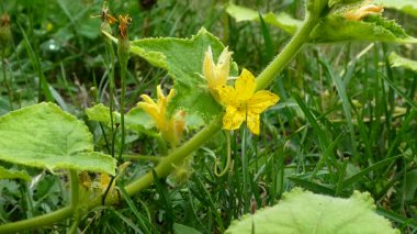 Yeşil Bahçede Sarı Çiçekli Salatalık Bitkisi
