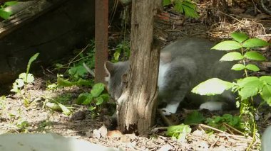 Kabarık gri ve beyaz bir kedi çevresini gözlüyor..