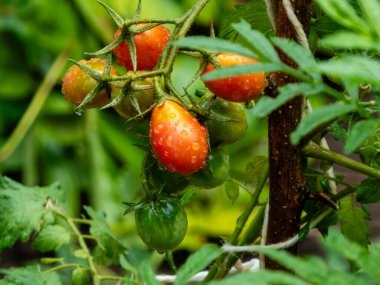 Parlayan yağmur damlalarıyla kaplanmış olgunlaşmış domateslerin yakın çekimi.