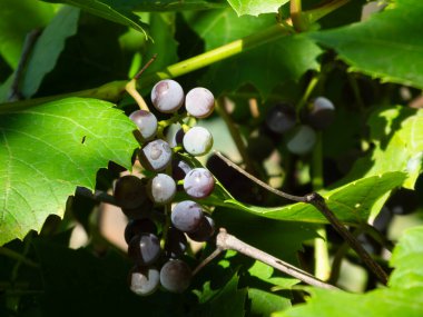 Güneş ışığı, mor ve yeşil üzüm kümesini aydınlatır.