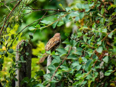 Küçük kahverengi bir kuş, yapraklarla çevrili tahta bir direğe oturur..