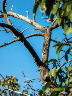 Açık mavi gökyüzüne karşı çıplak dalları olan kurumuş ölü bir ağacın yakın çekimi..
