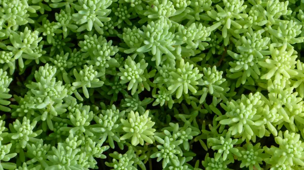 Canlı, yoğun yeşil sulu bitkiler toprağı kaplıyor..