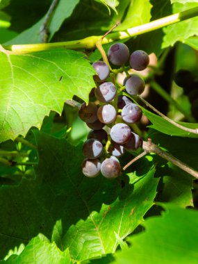 Sarmaşıktan sarkan küçük bir demet mor üzümün yakın çekimi..