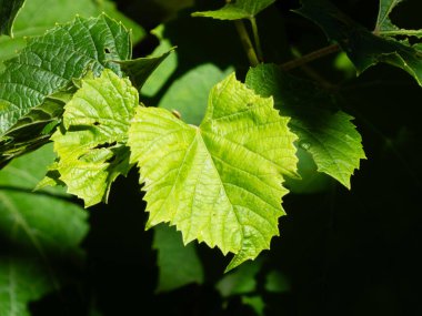 Bağda tırtıklı kenarları olan genç, canlı bir üzüm yaprağı.