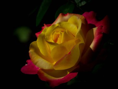 Bir ışık demeti tarafından aydınlatılmış iki renkli tek bir gül.