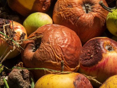 Gübre içindeki çürüyen meyvelerin detaylı bir çekimi..