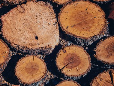 Yeni kesilmiş odun yığınının yakın çekimi..