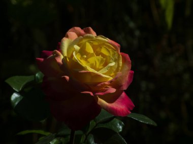 Göz kamaştırıcı sarı ve pembe bir gül, koyu bir arkaplanı aydınlatıyor..
