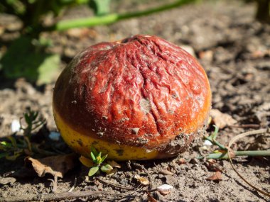 Kuru toprakta yatan yıpranmış, çürümüş kırmızı bir elmanın yakın çekimi..