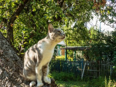 Güneşli bir bahçedeki ağaç gövdesinde güzel bir kedi oturuyor..