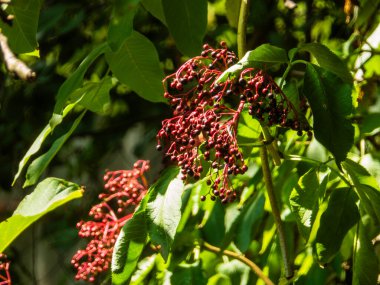 Olgun mürver kümelerine yakın çekim ve güneş ışığında yeşil yapraklar.