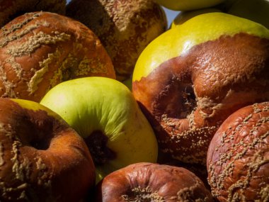 Çürümüş çürük elma yığını. Değişik aşamalarda çürüyor..