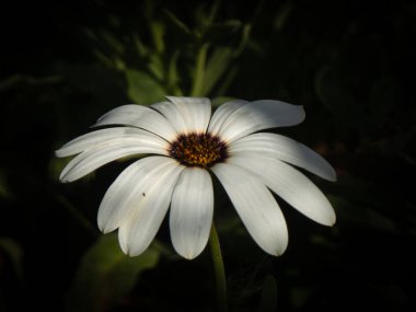 Siyah bir arkaplana karşı siyah merkezli beyaz bir çiçeğin detaylı bir yakın çekimi.