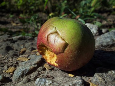 Hasarlı bir elmanın yakın plan görüntüsü, canlı renkler ve desenli yüzey.