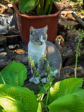 Bahçede yeşil gözlü güzel bir evcil kedi dinleniyor..