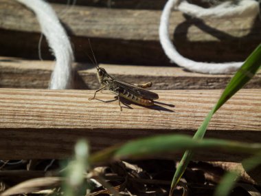 Çekirge güneşte bir kalasta oturur..