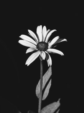 Yalnızlık çeken Rudbeckia Hiro, karanlığa karşı dimdik ayakta duruyor..