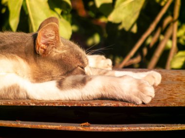 Paslı bir yüzey üzerinde uyuyan evcil bir kedinin yakın çekimi..