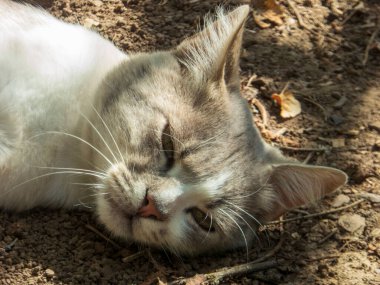 Rahatlamış evcil bir kedi güneşin tadını çıkarıyor..