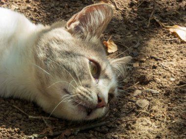 Rahatlamış evcil bir kedi güneşin tadını çıkarıyor..