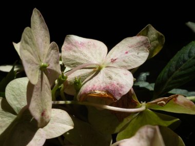 Beyaz bir ortancanın solan yaprakları pembeye bulanır..