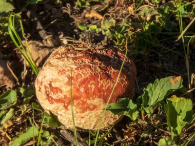 Çöpe atılmış, yarısı yenmiş bir elma yerde çürüyor..