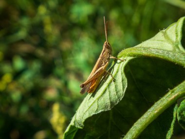 Bahçedeki dokulu yeşil bir yaprağın üzerinde dinlenen kahverengi çekirgenin yakın çekimi..