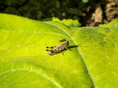 Çekirgenin makro görüntüsü ve canlı yeşil bir yaprak üzerinde küçük bir karınca..