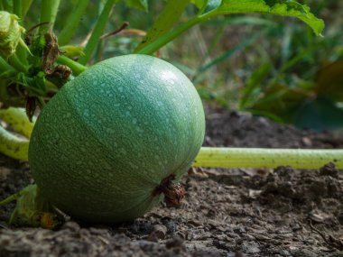Canlı, küçük yeşil bir balkabağının yakın çekimi..