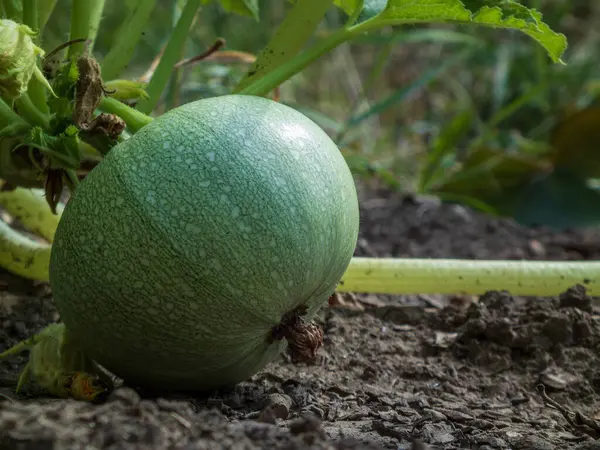 Canlı, küçük yeşil bir balkabağının yakın çekimi..