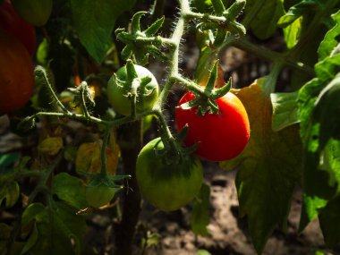 Sarmaşıkta yetişen kırmızı ve yeşil domatesler..