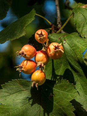 Yeşil yapraklı bir dala asılı canlı bir şahin çileği kümesi..