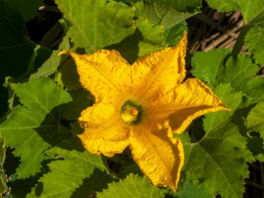 Canlı sarı balkabağı ya da kabak çiçeği yemyeşil yaprakların arasında açar..
