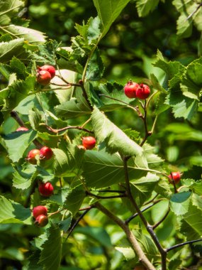 Yeşil yapraklı bir dalda kırmızı böğürtlenlerin canlı yakın çekimi.