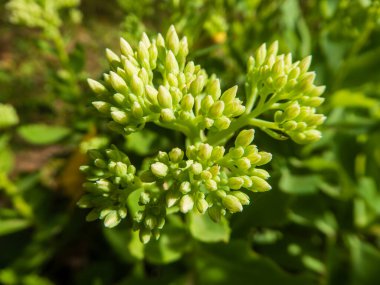 Bir bitkinin üzerindeki küçük yeşil çiçek tomurcuklarının detaylı, yakın plan bir görüntüsü..