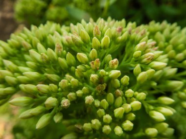 Bir bitkinin üzerindeki küçük yeşil çiçek tomurcuklarının detaylı, yakın plan bir görüntüsü..