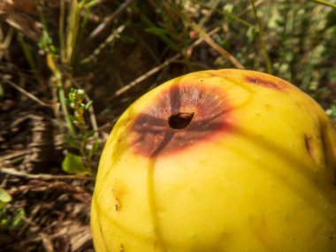 Yerde çürüyen sarı bir elmanın detaylı görüntüsü..